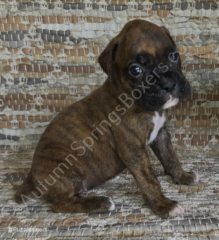 Hiedi – Boxer puppy for sale in Jacksonville, FL