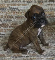 Hiedi, a female Boxer for sale in Jacksonville, FL – 1 of 6