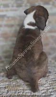 Hans - Sold, a male Boxer for sale in Jacksonville, FL – 4 of 6
