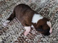 Hans - Pending, a male Boxer for sale in Jacksonville, FL – 2 of 6