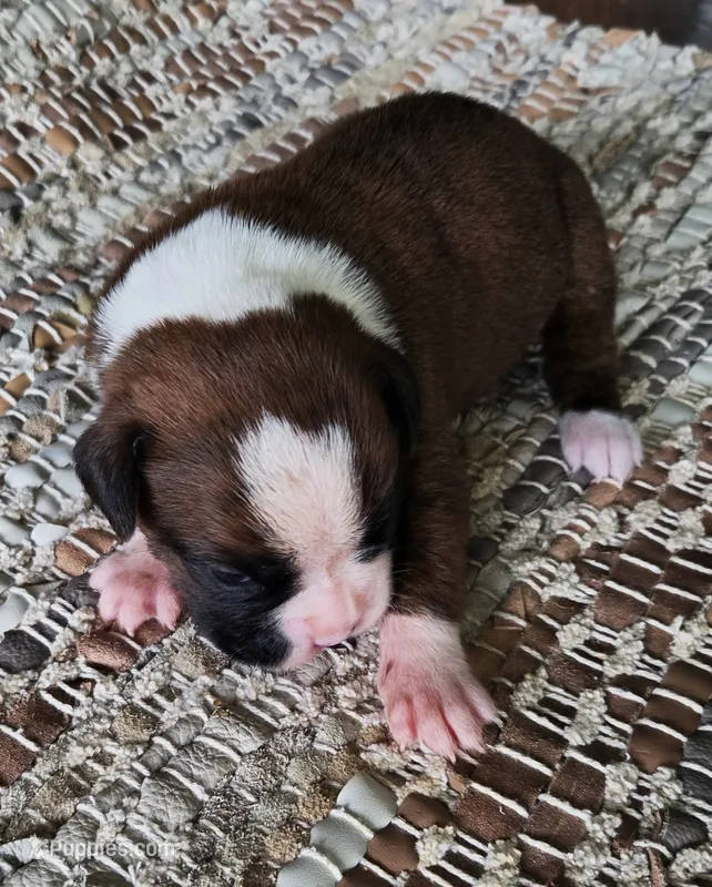 Hans - Pending, a male Boxer for sale in Jacksonville, FL – 1 of 6