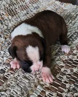 Hans - Pending, a male Boxer for sale in Jacksonville, FL – 1 of 6