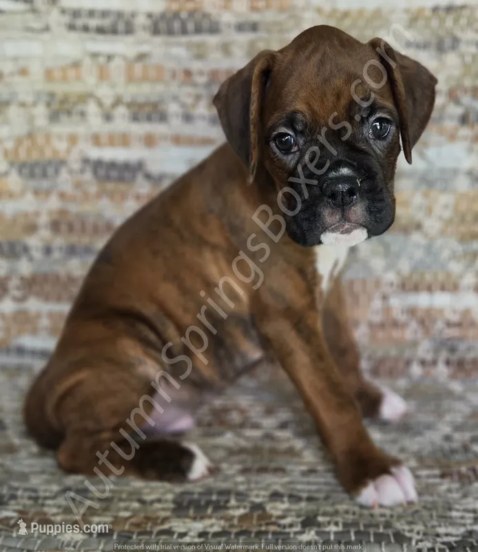 Hiedi – Boxer puppy for sale in Jacksonville, FL