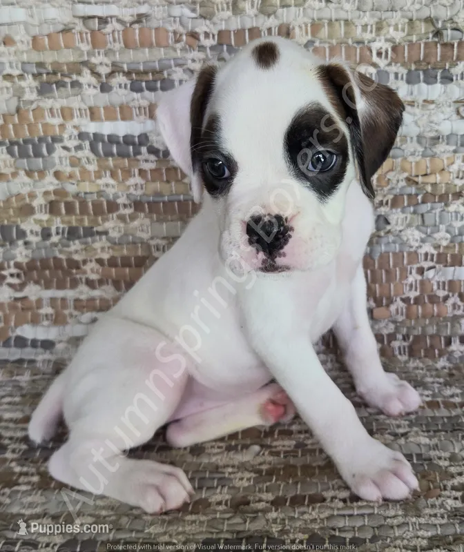 Dotty – Boxer puppy for sale in Jacksonville, FL
