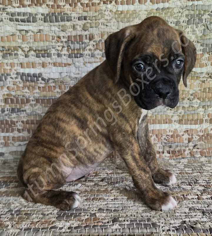 Werner – Boxer puppy for sale in Jacksonville, FL