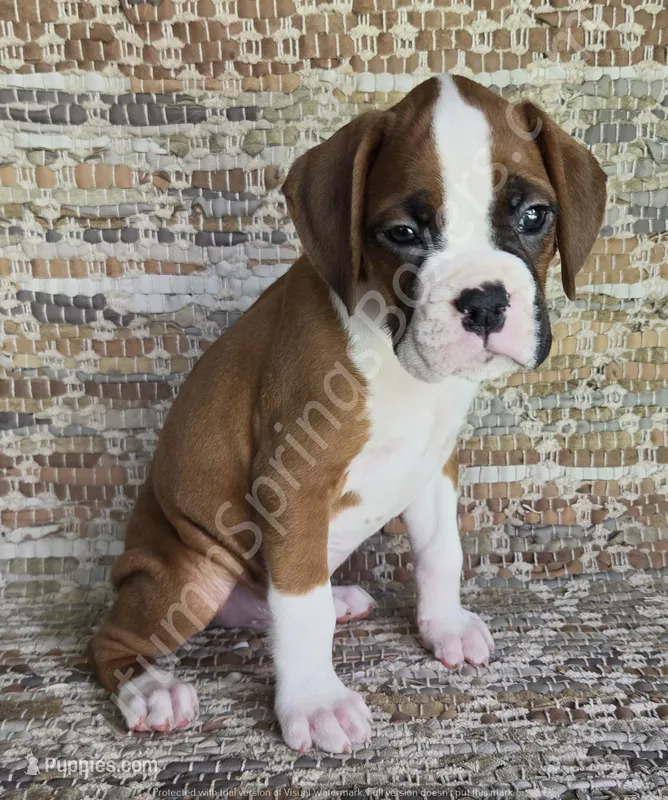 Wagner – Boxer puppy for sale in Jacksonville, FL