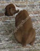 Wagner, a male Boxer for sale in Jacksonville, FL – 4 of 6