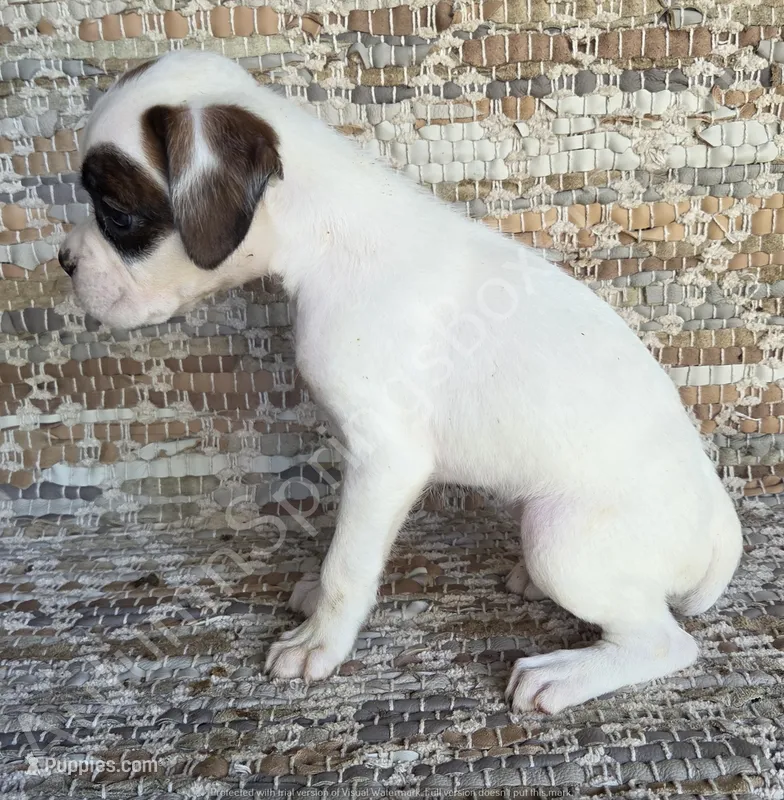 Dotty – Boxer puppy for sale in Jacksonville, FL