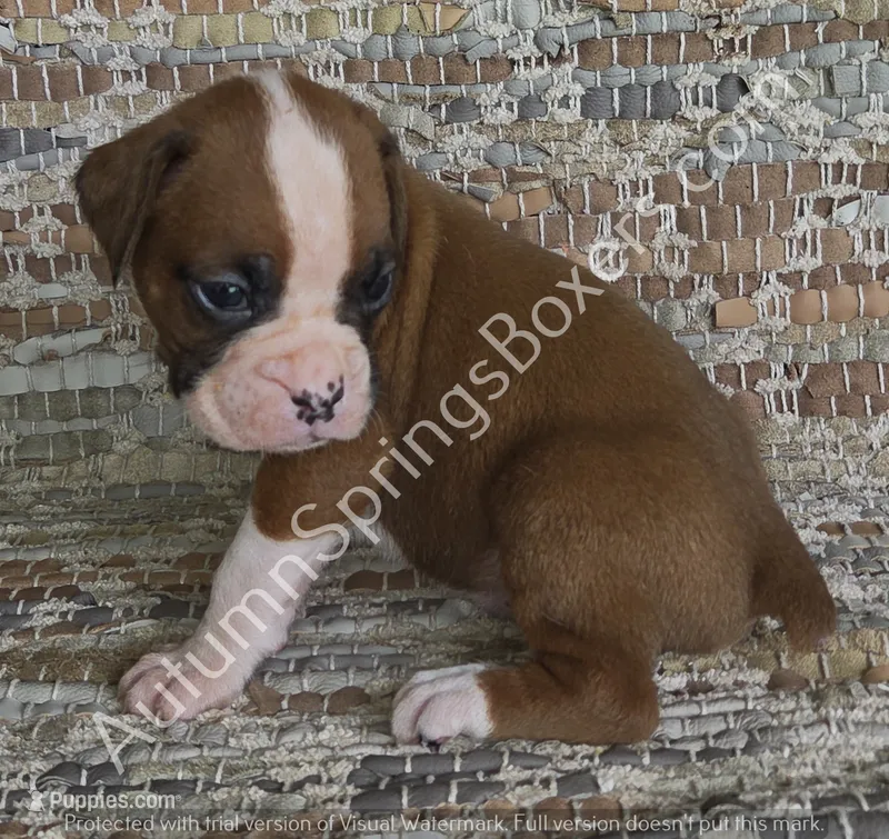 Wagner – Boxer puppy for sale in Jacksonville, FL