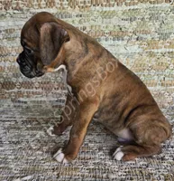 Werner, a male Boxer for sale in Jacksonville, FL – 2 of 6
