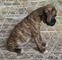 Hiedi, a female Boxer for sale in Jacksonville, FL – 3 of 6