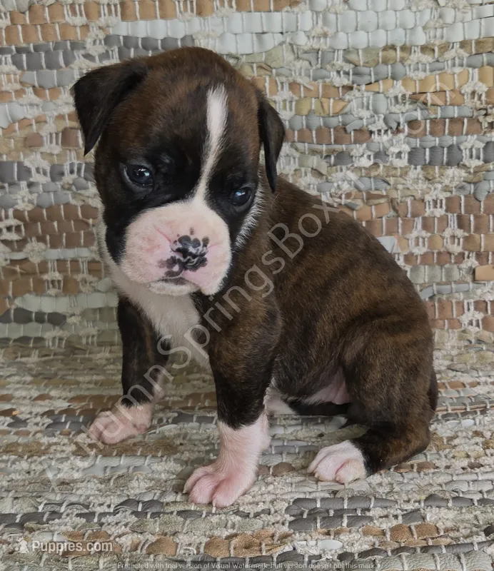 Olga – Boxer puppy for sale in Jacksonville, FL