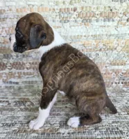 Olga - Sold, a female Boxer for sale in Jacksonville, FL – 2 of 6