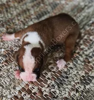 Wagner - Pending, a male Boxer for sale in Jacksonville, FL – 1 of 5