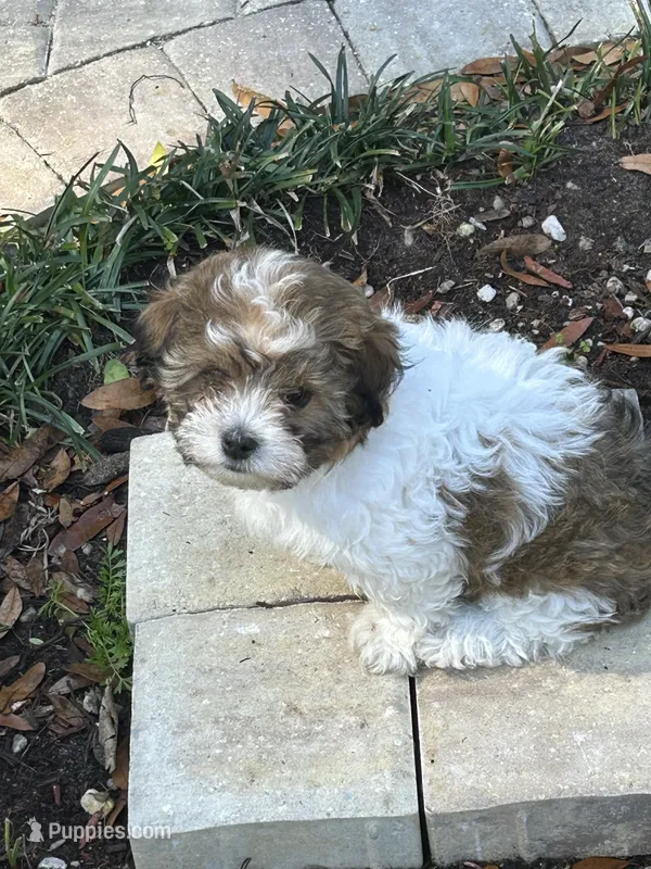 Green, a male Havanese for sale in Fernandina Beach, FL – Photo 1 of 1