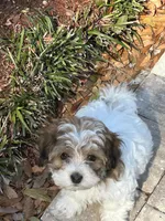 Mr Green, a male Havanese for sale in Fernandina Beach, FL – Photo 2 of 3