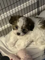 Mr Green, a male Havanese for sale in Fernandina Beach, FL – Photo 3 of 3