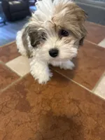 Pink, a male Havanese for sale in Fernandina Beach, FL – Photo 3 of 4