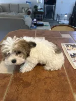 Pink, a male Havanese for sale in Fernandina Beach, FL – Photo 4 of 4