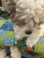 Pink, a male Havanese for sale in Fernandina Beach, FL – Photo 2 of 2