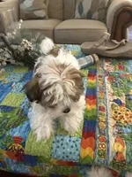 Pink, a male Havanese for sale in Fernandina Beach, FL – Photo 1 of 2