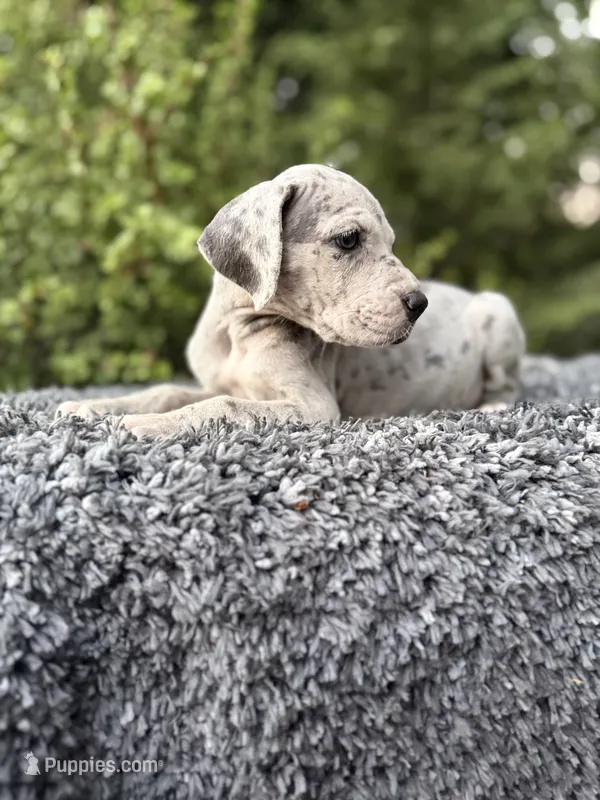 Blue Merle  – Great Dane puppy for sale in Riverside, CA