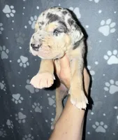 TP merle , a male Great Dane for sale in Riverside, CA – Photo 1 of 4