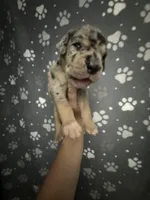 TP merle , a male Great Dane for sale in Riverside, CA – Photo 3 of 4