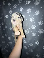 TP merle , a male Great Dane for sale in Riverside, CA – Photo 2 of 4