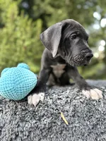 Black male , a male Great Dane for sale in Murrieta, CA – 5 of 10
