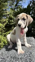 Blue fawn pied , a male Great Dane for sale in Murrieta, CA – 2 of 9