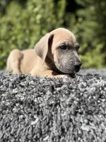 Blue fawn , a female Great Dane for sale in Riverside, CA – 3 of 6