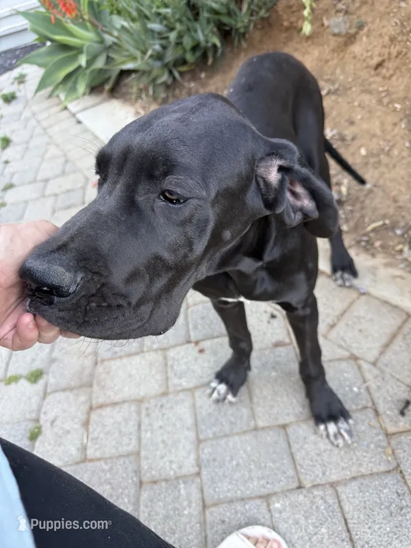 Black TP carrier  – Great Dane puppy for sale in Riverside, CA