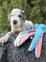 Liam, a male Great Dane for sale in Murrieta, CA – 5 of 7