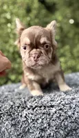 Rojo fluffy princess, a female French Bulldog for sale in Murrieta, CA – 2 of 10