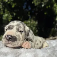 Blue harlequin/pending , a female Great Dane for sale in Riverside, CA – Photo 1 of 6