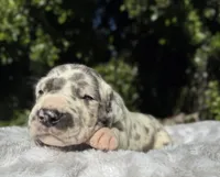 Blue harlequin , a female Great Dane for sale in Riverside, CA – Photo 1 of 6