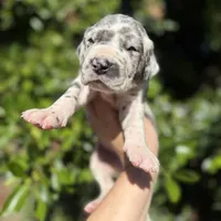 Blue harlequin/pending , a female Great Dane for sale in Riverside, CA – Photo 4 of 6