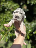 Blue harlequin , a female Great Dane for sale in Riverside, CA – Photo 4 of 6
