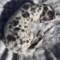 Blue harlequin/pending , a female Great Dane for sale in Riverside, CA – Photo 3 of 6