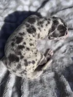 Blue harlequin , a female Great Dane for sale in Riverside, CA – Photo 3 of 6