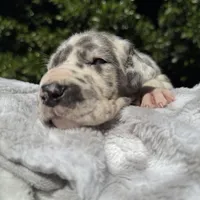 Blue harlequin/pending , a female Great Dane for sale in Riverside, CA – Photo 6 of 6