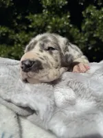 Blue harlequin , a female Great Dane for sale in Riverside, CA – Photo 6 of 6