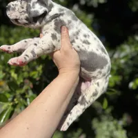 Blue harlequin/pending , a female Great Dane for sale in Riverside, CA – Photo 5 of 6