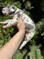 Blue harlequin , a female Great Dane for sale in Riverside, CA – Photo 5 of 6