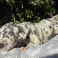 Blue harlequin/pending , a female Great Dane for sale in Riverside, CA – Photo 2 of 6