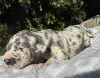 Blue harlequin , a female Great Dane for sale in Riverside, CA – Photo 2 of 6