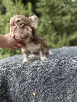 Rojo fluffy princess, a female French Bulldog for sale in Murrieta, CA – 3 of 10