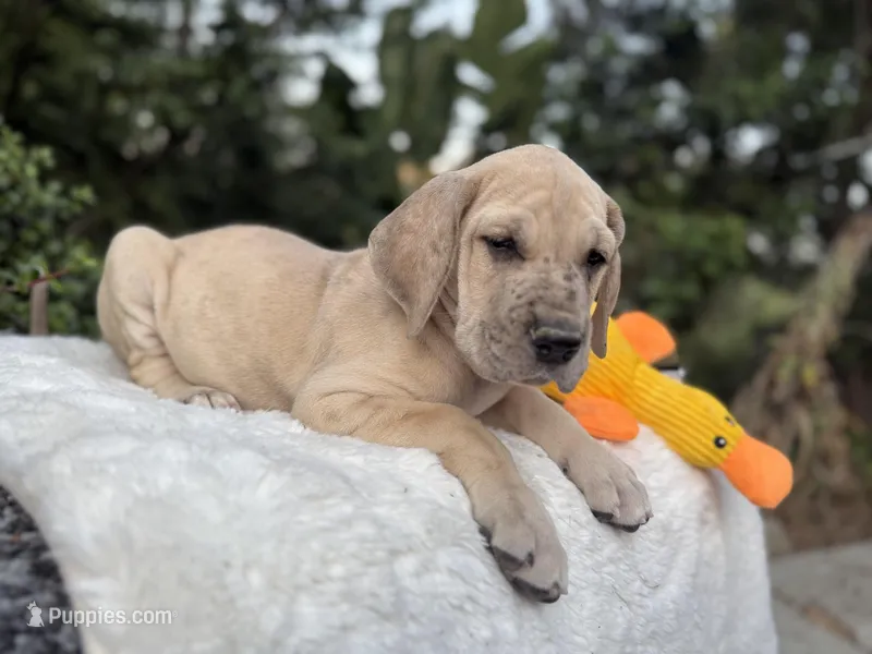 Blue fawn Merle w/ TP  – Great Dane puppy for sale in Riverside, CA