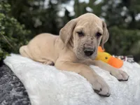 Blue fawn Merle w/ TP , a female Great Dane for sale in Riverside, CA – Photo 5 of 6